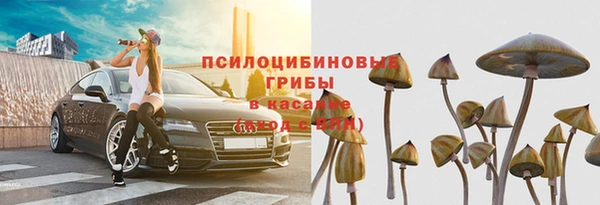 прущие грибы Аркадак